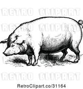 Vector Clip Art of Farm Pig by Prawny Vintage