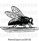 Vector Clip Art of House Fly by Prawny Vintage