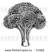 Vector Clip Art of Retro Black Broccoli by AtStockIllustration