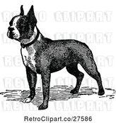 Vector Clip Art of Retro Boston Terrier Dog by Prawny Vintage