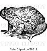 Vector Clip Art of Retro Bull Frog 1 by Prawny Vintage