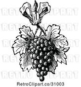 Vector Clip Art of Retro Bunch of Grapes with Leaves by Prawny Vintage