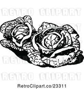 Vector Clip Art of Retro Cabbages by Prawny Vintage