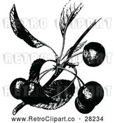 Vector Clip Art of Retro Cherry Branch by Prawny Vintage