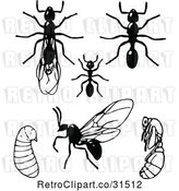 Vector Clip Art of Retro Clipart of | Ants in Different Stages| Royalty Free Illustration by Prawny Vintage