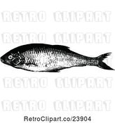 Vector Clip Art of Retro Dace Fish by Prawny Vintage