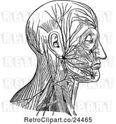 Vector Clip Art of Retro Diagram of Facial Nerve and Cervical Plexus by Prawny Vintage
