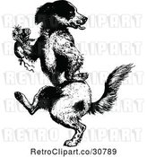 Vector Clip Art of Retro Dog Dancing Upright with a Boutonniere by Prawny Vintage