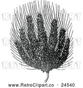 Vector Clip Art of Retro Egyptian Wheat with Seven Ears on One Stalk by Prawny Vintage
