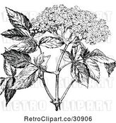 Vector Clip Art of Retro Elder Flower by Prawny Vintage
