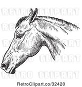 Vector Clip Art of Retro Engraved Horse Anatomy of a Bad Head in 1 by Picsburg