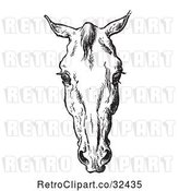 Vector Clip Art of Retro Engraved Horse Anatomy of a Bad Head in 3 by Picsburg