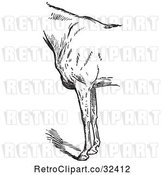 Vector Clip Art of Retro Engraved Horse Anatomy of Bad Conformation of Fore Quarters in 1 by Picsburg