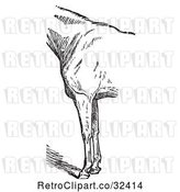 Vector Clip Art of Retro Engraved Horse Anatomy of Bad Conformation of Fore Quarters in 3 by Picsburg