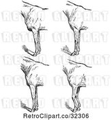 Vector Clip Art of Retro Engraved Horse Anatomy of Bad Conformation of Fore Quarters in 5 by Picsburg