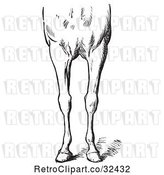 Vector Clip Art of Retro Engraved Horse Anatomy of Bad Conformations of the Fore Quarters in 2 by Picsburg