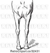 Vector Clip Art of Retro Engraved Horse Anatomy of Bad Conformations of the Fore Quarters in 3 by Picsburg