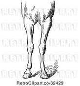 Vector Clip Art of Retro Engraved Horse Anatomy of Bad Conformations of the Fore Quarters in 5 by Picsburg