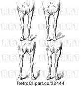 Vector Clip Art of Retro Engraved Horse Anatomy of Bad Conformations of the Fore Quarters in by Picsburg