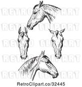 Vector Clip Art of Retro Engraved Horse Anatomy of Bad Heads in by Picsburg