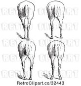 Vector Clip Art of Retro Engraved Horse Anatomy of Bad Hind Quarters in 10 by Picsburg