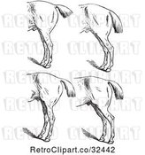 Vector Clip Art of Retro Engraved Horse Anatomy of Bad Hind Quarters in 5 by Picsburg