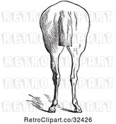 Vector Clip Art of Retro Engraved Horse Anatomy of Bad Hind Quarters in 9 by Picsburg