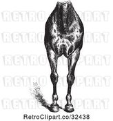 Vector Clip Art of Retro Engraved Horse Anatomy of Good Breast and Limbs in by Picsburg