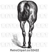 Vector Clip Art of Retro Engraved Horse Anatomy of Good Hind Quarters in 2 by Picsburg