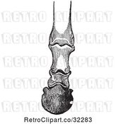Vector Clip Art of Retro Engraving of Horse Bones and Articulations of the Foot Hoof in 2 by Picsburg