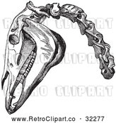 Vector Clip Art of Retro Engraving of Horse Head and Neck Bones in Black and White by Picsburg
