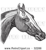 Vector Clip Art of Retro Engraving of Horse Head and Neck Muscles in 2 by Picsburg