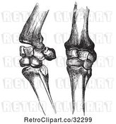 Vector Clip Art of Retro Engravings of Bones of Horse Knees in by Picsburg