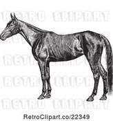 Vector Clip Art of Retro Farm Horse by BestVector