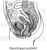 Vector Clip Art of Retro Female Anatomy of a Uterus by Prawny Vintage