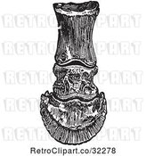 Vector Clip Art of Retro Frontal View of the Bones in a Horse Foot and Hoof in by Picsburg