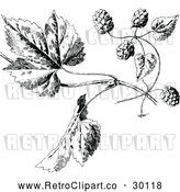 Vector Clip Art of Retro Hops and Leaves by Prawny Vintage