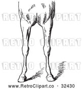 Vector Clip Art of Retro Horse Anatomy of Bad Conformations of the Fore Quarters in 4 by Picsburg