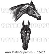 Vector Clip Art of Retro Horse Anatomy of Good Heads in Black and White by Picsburg