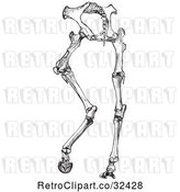 Vector Clip Art of Retro Horse Anatomy of Hinder Part Bones in by Picsburg
