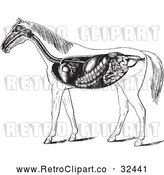 Vector Clip Art of Retro Horse Anatomy of the Digestive System in Black and White by Picsburg