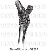 Vector Clip Art of Retro Horse Hock Bones in 1 by Picsburg