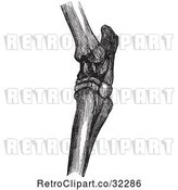 Vector Clip Art of Retro Horse Hock Bones in 2 by Picsburg