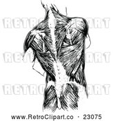 Vector Clip Art of Retro Human Anatomy Back with Muscles by Prawny Vintage