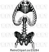 Vector Clip Art of Retro Human Anatomy Torso Bones by Prawny Vintage