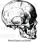 Vector Clip Art of Retro Human Skull 2 by Prawny Vintage