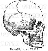 Vector Clip Art of Retro Human Skull 3 by Prawny Vintage