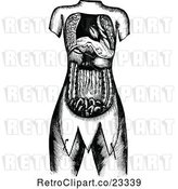 Vector Clip Art of Retro Internal Human Anatomy by Prawny Vintage