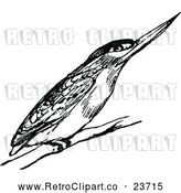 Vector Clip Art of Retro Kingfisher Bird by Prawny Vintage