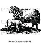 Vector Clip Art of Retro Lamb and Sheep by Prawny Vintage